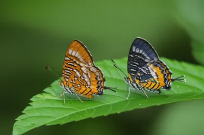 Illustration harlequin - Image 1