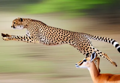 Illustration lungeing