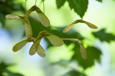 Hình ảnh minh họa helicopters - Ảnh 1