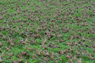 Illustration locusts - Image 1