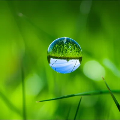 Illustration unadulterated