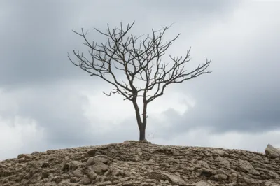 Illustration denuded - Image 1