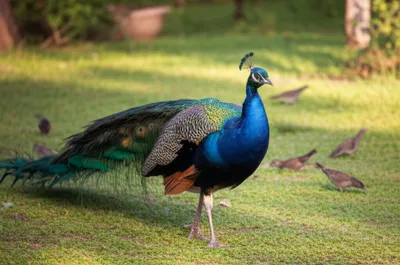 Illustration stalked - Image 1