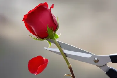 Illustration snipped - Image 1