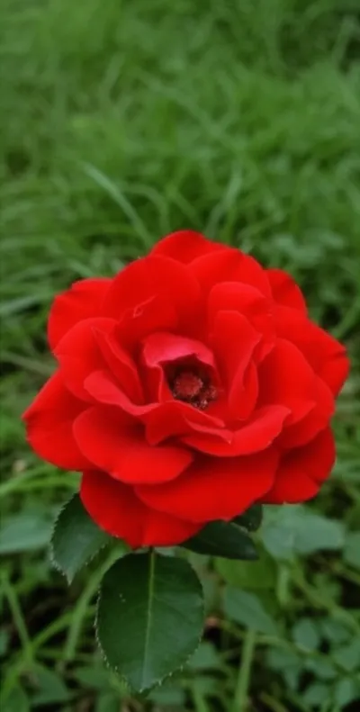 Hình ảnh minh họa inserts - Ảnh 1