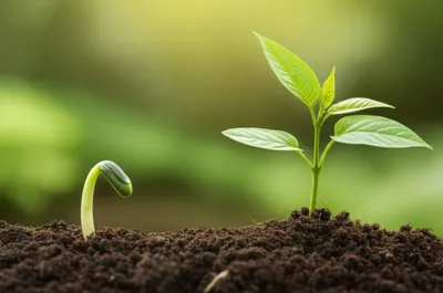 Illustration than - Image 1