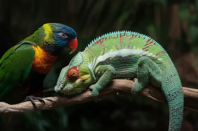 Illustration emus - Image 1