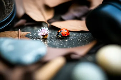 Illustration detail - Image 1