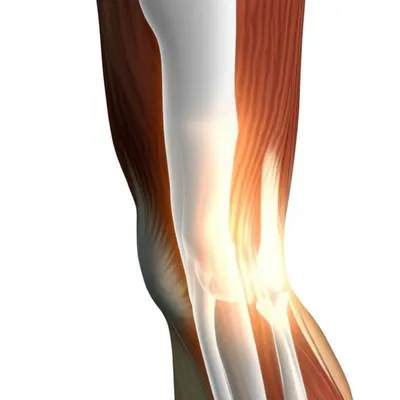 Illustration shinbone