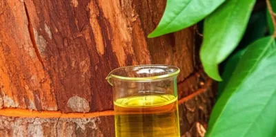 Illustration barks - Image 1