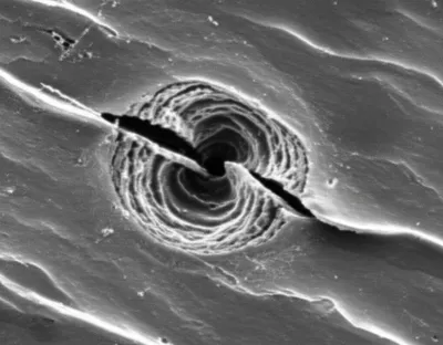 Illustration gall - Image 1