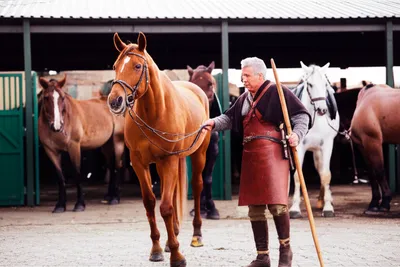 Illustration horsed - Image 1