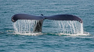 Illustration flukes - Image 1