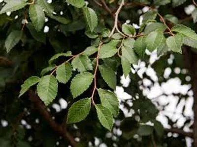 Illustration elm - Image 2