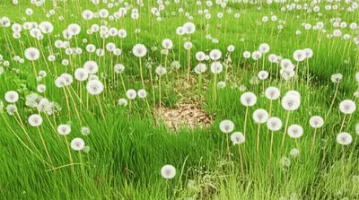 Illustration blow - Image 1