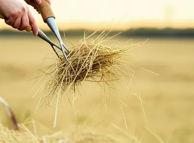 Illustration fork - Image 1