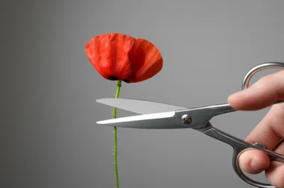 Illustration snipping - Image 1