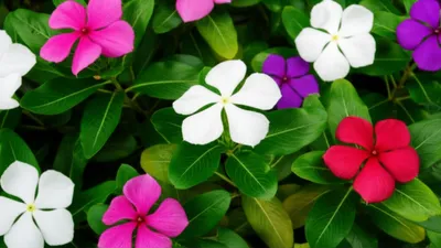 Illustration periwinkle - Image 1