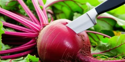 Illustration beet - Image 1