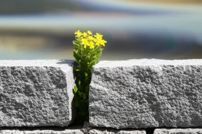 Illustration conservatism - Image 1