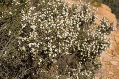 Illustration briar - Image 1