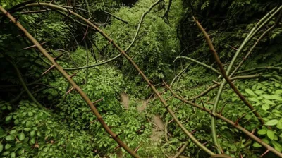 Illustration hydras - Image 1