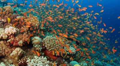 Illustration shoaled - Image 1