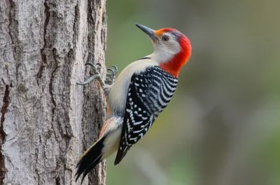 Illustration climbers - Image 1