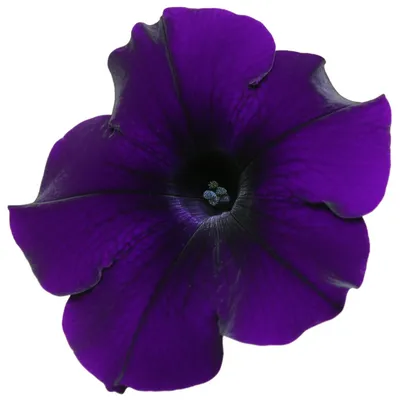 Illustration petunias - Image 1