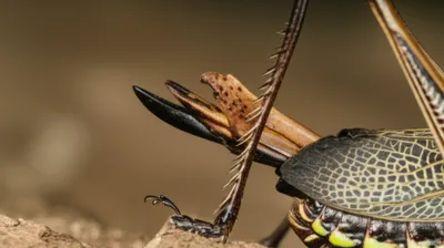 Illustration scape - Image 1