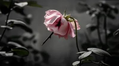 Illustration mortally