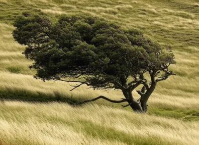 Illustration sway - Image 1