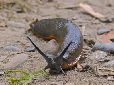 Illustration slug - Image 2