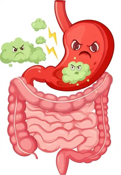 Illustration stomach - Image 1