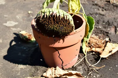 Illustration worst - Image 1