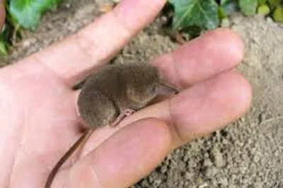 Illustration pygmy - Image 2