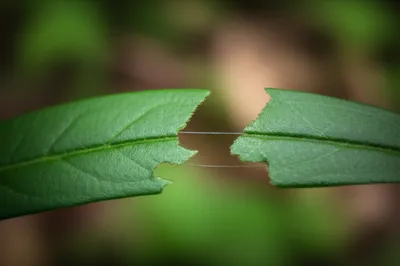 Illustration approximation - Image 1