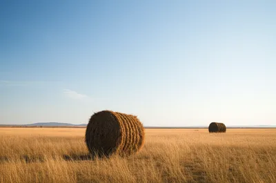 Illustration far - Image 1