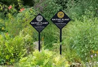 Illustration native - Image 3