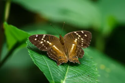 Hình ảnh minh họa pashas - Ảnh 1