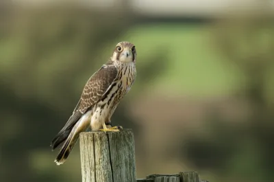 Illustration blocks - Image 1