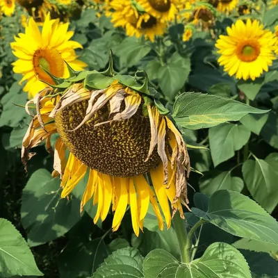 Illustration sicken - Image 1