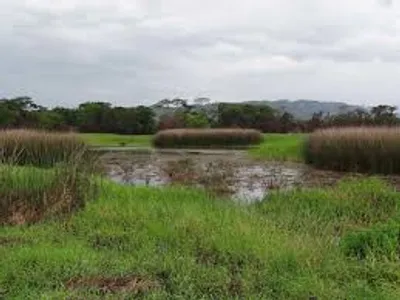 Illustration morass - Image 2