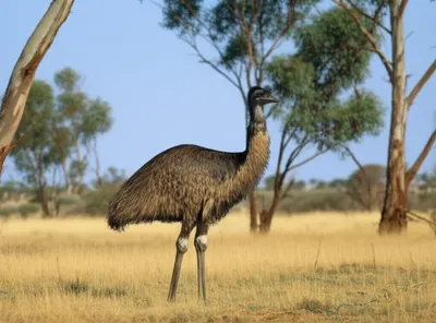 Illustration emus - Image 1