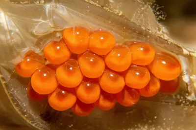 Illustration roe - Image 1