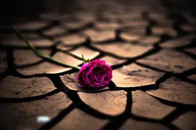 Illustration sacrifice - Image 1