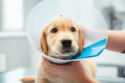 Illustration doctoring - Image 1