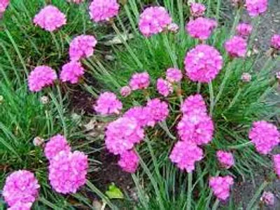 Illustration thrift - Image 2