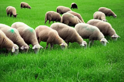 Illustration rake - Image 1