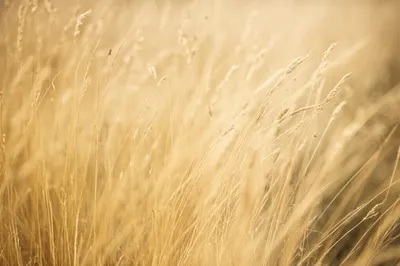 Illustration grass - Image 1